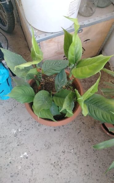 Удобрения: Qadın xöşbəxtliyi gülü, torpağı münbit torpaqdır,gül sağlamdır,ev və at lalafo.az — 5 Удобрения: Qadın xöşbəxtliyi gülü, torpağı münbit torpaqdır,gül sağlamdır,ev və — 5