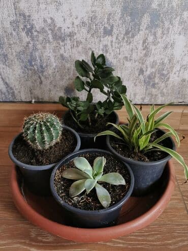 Dördü bir yerdə - Xlorofitium + gül açan kaktus + kalanşo + sukulent lalafo.az -da Dördü bir yerdə - Xlorofitium + gül açan kaktus + kalanşo + sukulent