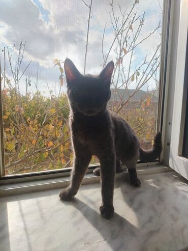 Britan, Erkək, Yaxşı əllərə, Ünvandan götürmə lalafo.az -da Britan, Erkək, Yaxşı əllərə, Ünvandan götürmə