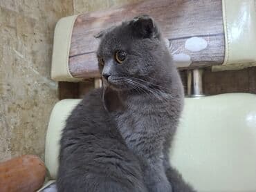 Şotland yastı qulaq lalafo.az -da Şotland yastı qulaq