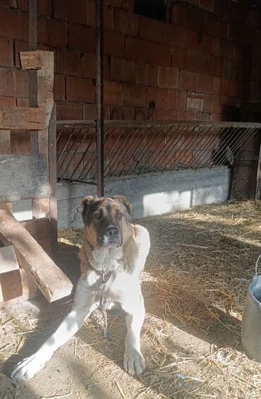 Alabay lalafo.az -da Alabay