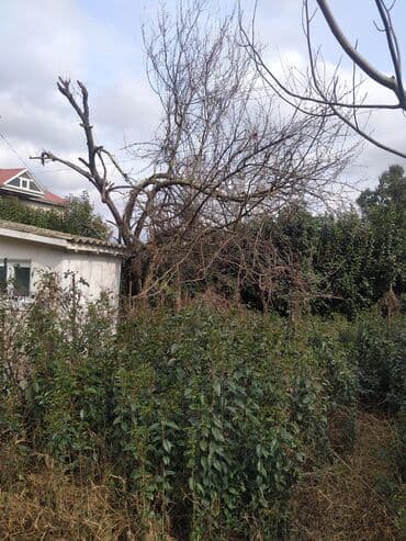 Удобрения: İlin 12 ayı həmişə yaşıl dekorativ ağaclar yarpaqları tökülmür bu at lalafo.az — 10 Удобрения: İlin 12 ayı həmişə yaşıl dekorativ ağaclar yarpaqları tökülmür bu — 10