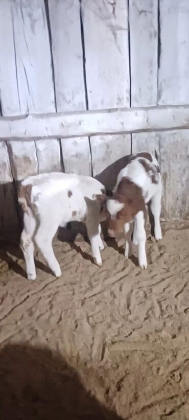 Буйволы: 1 həftəlik buzovlardı 1 erker 1 dişi at lalafo.az — 2 Буйволы: 1 həftəlik buzovlardı 1 erker 1 dişi — 2