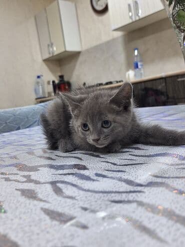 Şotland, Dişi, Cütləşmə üçün, Ünvandan götürmə lalafo.az -da Şotland, Dişi, Cütləşmə üçün, Ünvandan götürmə