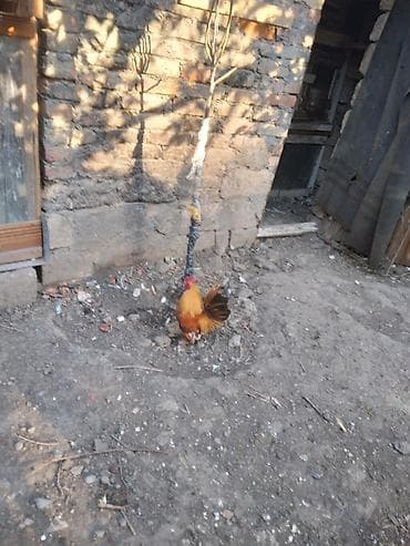 Cücə boyda dekorativ xoruz Yaponka şabo qarşığı xoruz satılır aktiv lalafo.az -da Cücə boyda dekorativ xoruz Yaponka şabo qarşığı xoruz satılır aktiv