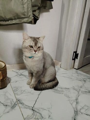 Erkək, Cütləşmə üçün lalafo.az -da Erkək, Cütləşmə üçün