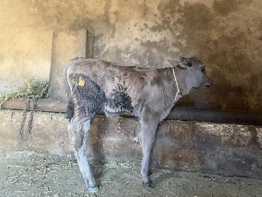 Təmiz cins buzovdu 20 gündü erkəydi lalafo.az -da Təmiz cins buzovdu 20 gündü erkəydi
