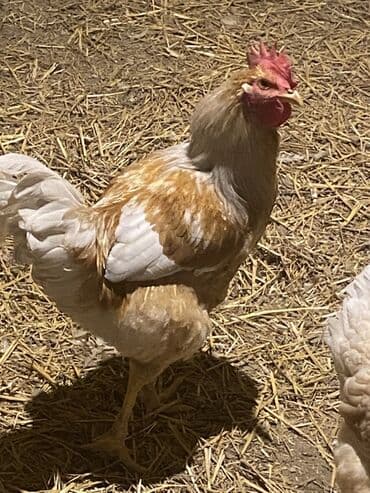 Super bəslənmiş 5 aylıq lohman braun xoruzları satılır! Ünvan binə lalafo.az -da Super bəslənmiş 5 aylıq lohman braun xoruzları satılır! Ünvan binə