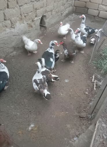 Muscovy (hind) ördəkləri – qarışıq rənglərdə sürü - Növlər lalafo.az -da Muscovy (hind) ördəkləri – qarışıq rənglərdə sürü - Növlər