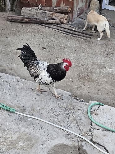 Kənd xoruzları 6 aya keciblər sağlam aktivdilər lalafo.az -da Kənd xoruzları 6 aya keciblər sağlam aktivdilər