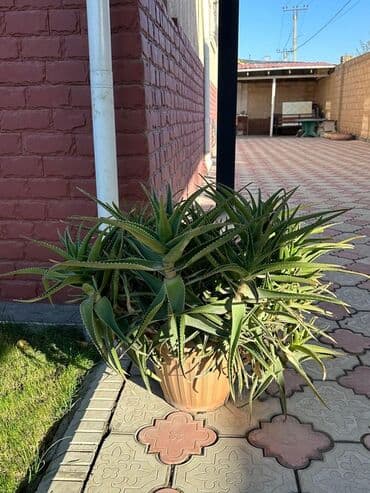 Продаю большое, здоровое алоэ 🌿 Крепкое растение, отлично приживается lalafo.az -da Продаю большое, здоровое алоэ 🌿 Крепкое растение, отлично приживается
