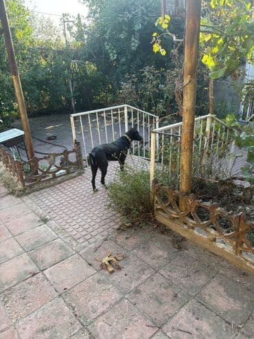 10 ay, Peyvəndli, Pulsuz çatdırılma lalafo.az -da 10 ay, Peyvəndli, Pulsuz çatdırılma