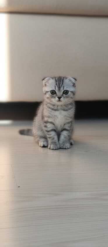 Britan, Dişi lalafo.az -da Britan, Dişi