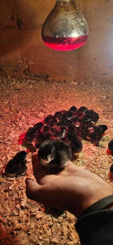 Sağlam formadaa avstrolop cücələri 2 həfdəlikdirlər 6 manat 30 dənədi lalafo.az -da Sağlam formadaa avstrolop cücələri 2 həfdəlikdirlər 6 manat 30 dənədi