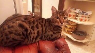 Benqal, Erkək, Ünvandan götürmə lalafo.az -da Benqal, Erkək, Ünvandan götürmə