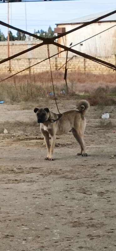 Kanqal, 2 il, Erkek, Peyvəndli, Rayonlara çatdırılma lalafo.az -da Kanqal, 2 il, Erkek, Peyvəndli, Rayonlara çatdırılma