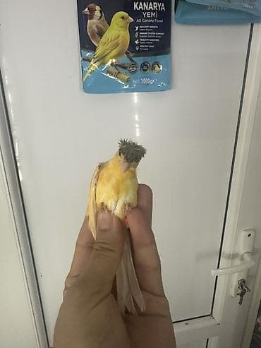 Sarı rəngli bəzəkli kanareyka (crestli baş tükləri ilə) - Növ at lalafo.az Sarı rəngli bəzəkli kanareyka (crestli baş tükləri ilə) - Növ