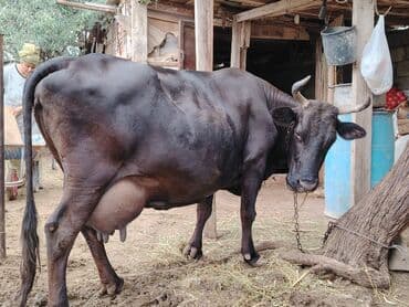 Dişi, il: 5, 280 kq, Südlük, Ünvandan götürmə lalafo.az -da Dişi, il: 5, 280 kq, Südlük, Ünvandan götürmə