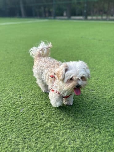 Pekines, 6 ay, Dişi, Peyvəndli, Ünvandan götürmə lalafo.az -da Pekines, 6 ay, Dişi, Peyvəndli, Ünvandan götürmə