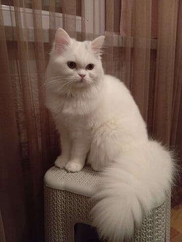 Fars, Yaxşı əllərə, Ünvandan götürmə lalafo.az -da Fars, Yaxşı əllərə, Ünvandan götürmə