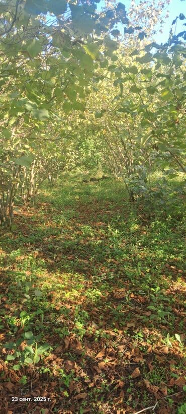 12 sot, Tikinti, Mülkiyyətçi, Kupça (Çıxarış) lalafo.az -da 12 sot, Tikinti, Mülkiyyətçi, Kupça (Çıxarış)