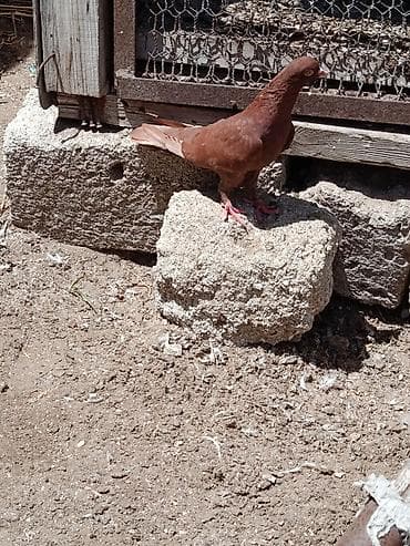 Xaiş olunur real insanlar əlaqə saxlasın heyvan tutulmadir lalafo.az -da Xaiş olunur real insanlar əlaqə saxlasın heyvan tutulmadir