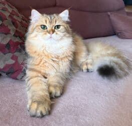 Britan, Erkək, Ünvandan götürmə lalafo.az -da Britan, Erkək, Ünvandan götürmə