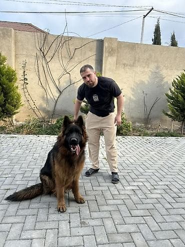 Alman çoban iti, Erkek lalafo.az -da Alman çoban iti, Erkek