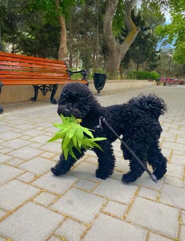 Pudel lalafo.az -da Pudel