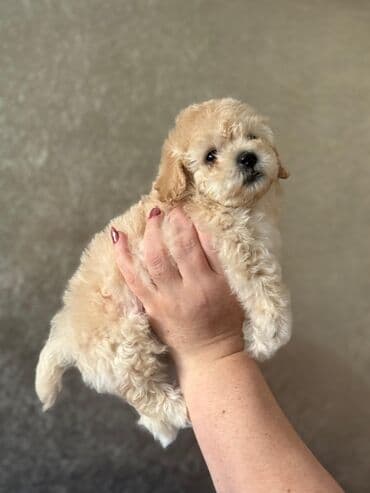 Peyvəndli, Ünvandan götürmə lalafo.az -da Peyvəndli, Ünvandan götürmə