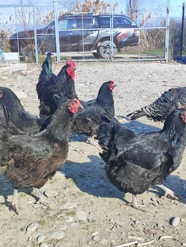 Mayalı avstrolorp yumurtası lalafo.az -da Mayalı avstrolorp yumurtası