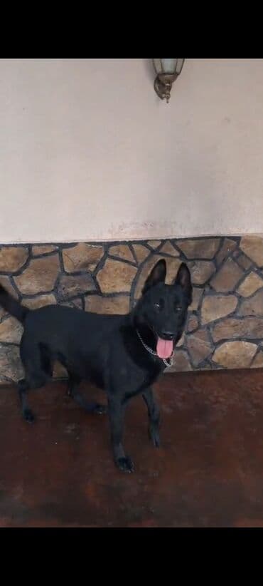 Belçika çoban iti, 3 il, Erkek lalafo.az -da Belçika çoban iti, 3 il, Erkek