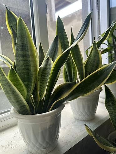 Sansevieria (Qaynana dili) — lalafo.az -da Sansevieria (Qaynana dili) —
