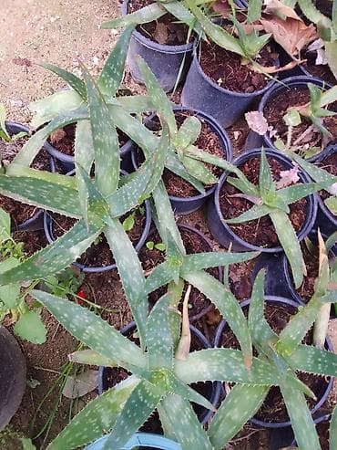 Məhsul: Aloe vera (sukulent) – qara plastik dibçəklərdə Təsvir: - lalafo.az -da Məhsul: Aloe vera (sukulent) – qara plastik dibçəklərdə Təsvir: -
