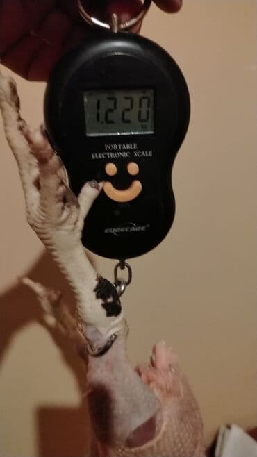 Рыбы: Kənt yumurtası kənt colpsı və kəsilib təmizləmiş öry satışı var kimə at lalafo.az — 7 Рыбы: Kənt yumurtası kənt colpsı və kəsilib təmizləmiş öry satışı var kimə — 7