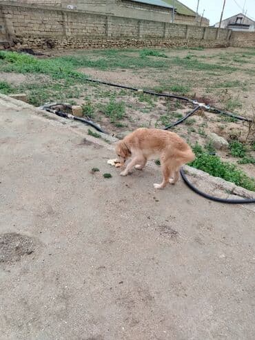 Qızılı rəngli, orta–böyük ölçülü it (uzun tüklü) satılır/verilir lalafo.az -da Qızılı rəngli, orta–böyük ölçülü it (uzun tüklü) satılır/verilir