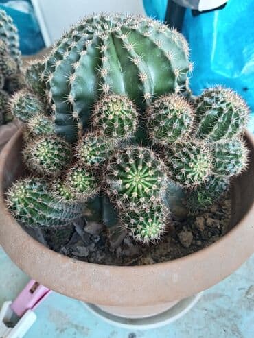 Другие растения: Kaktus bitkisi, aloye bitkisi at lalafo.az — 3 Другие растения: Kaktus bitkisi, aloye bitkisi — 3