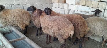 Ягнята: Qoyun sürüsü – ətlik və damazlıq üçün - Növ: yerli ətlik-yağlı at lalafo.az — 1 Ягнята: Qoyun sürüsü – ətlik və damazlıq üçün - Növ: yerli ətlik-yağlı — 1