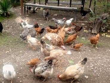 Toyuq, Ətlik lalafo.az -da Toyuq, Ətlik