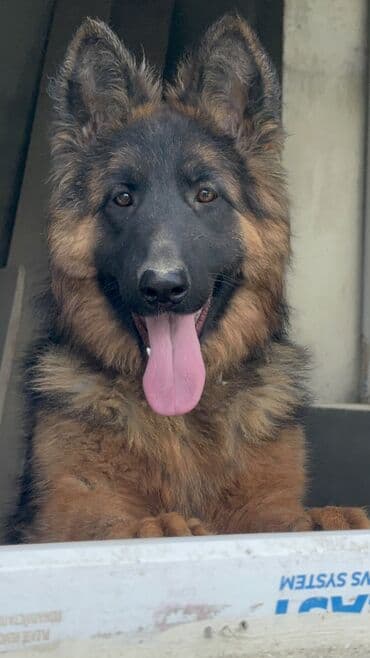 Alman çoban iti, 1 il, Dişi, Peyvəndli lalafo.az -da Alman çoban iti, 1 il, Dişi, Peyvəndli