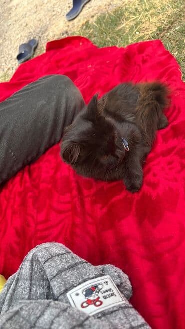 Britan, Erkək, Yaxşı əllərə lalafo.az -da Britan, Erkək, Yaxşı əllərə