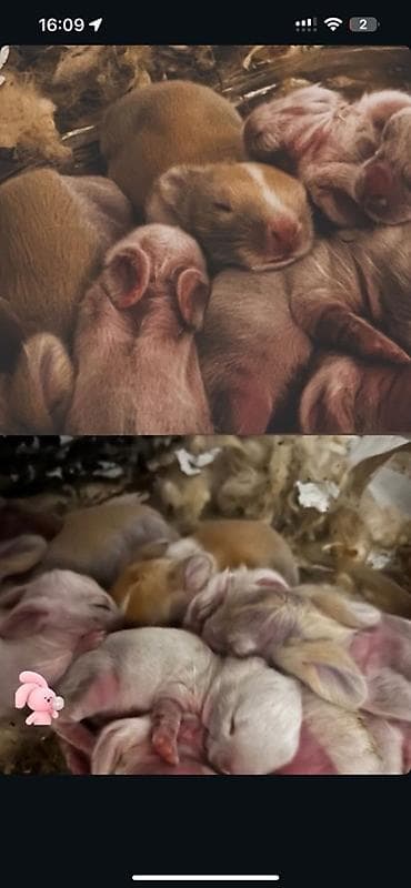 Yeni doğulmuş dovşan balaları 2 iyuldan sonra, anaları əmizdirməyi at lalafo.az Yeni doğulmuş dovşan balaları 2 iyuldan sonra, anaları əmizdirməyi