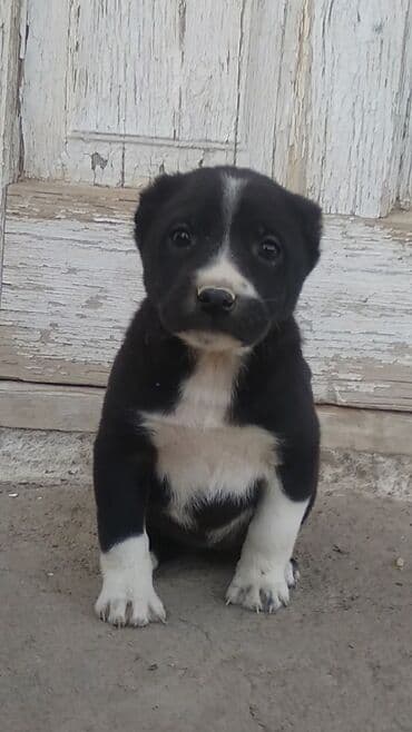 1 ay, Dişi lalafo.az -da 1 ay, Dişi