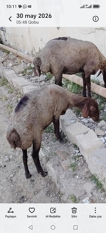 Məhsul: Qoyunlar (qara başlı–qəhvəyi baş, açıq rəng yunlu) Təsvir: - at lalafo.az Məhsul: Qoyunlar (qara başlı–qəhvəyi baş, açıq rəng yunlu) Təsvir: -