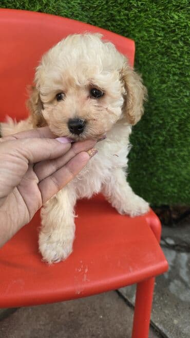 Pudel, 2 ay, Erkek, Ödənişli çatdırılma lalafo.az -da Pudel, 2 ay, Erkek, Ödənişli çatdırılma