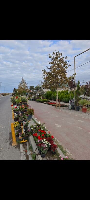 Landşaft və dekorativ bitkilər satışı - Açıq hava uşaq lalafo.az -da Landşaft və dekorativ bitkilər satışı - Açıq hava uşaq