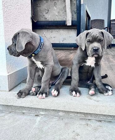 Kane-Korso, 1 ay, Erkek, Ünvandan götürmə lalafo.az -da Kane-Korso, 1 ay, Erkek, Ünvandan götürmə