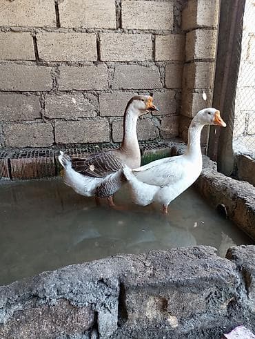 Dişi, | Linda, Damazlıq, Ünvandan götürmə lalafo.az -da Dişi, | Linda, Damazlıq, Ünvandan götürmə