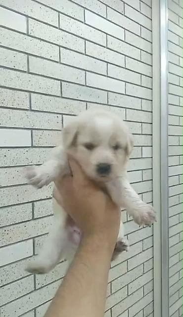 Labrador-retriver, 2 ay, Erkek lalafo.az -da Labrador-retriver, 2 ay, Erkek