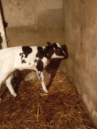 Dişi buzov 15 günlükdür anası südlü heyvandır lalafo.az -da Dişi buzov 15 günlükdür anası südlü heyvandır